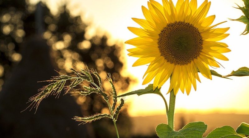 Vypěstujte si slunečnici, květinu otáčející se za sluncem