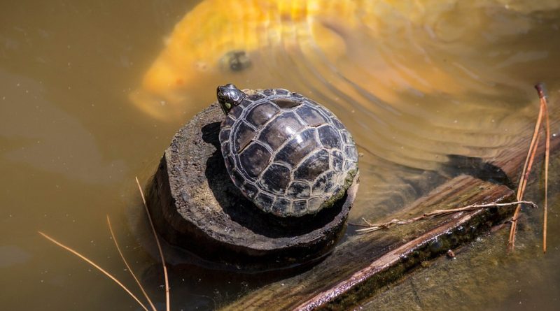 Na co si dát pozor při chovu želvy
