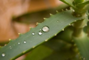 Rostlinka aloe - zajmavosti