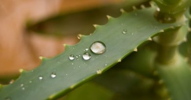 Rostlinka aloe - zajmavosti