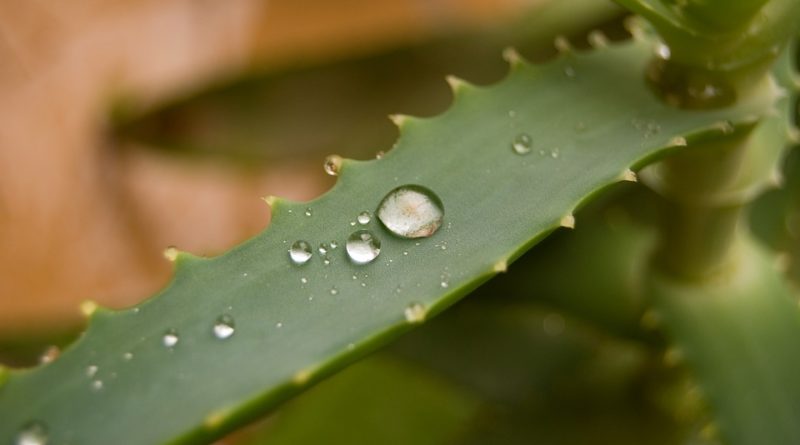 Rostlinka aloe - zajmavosti