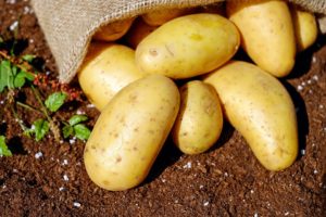 Sadíme brambory. Jakou odrůdu vybrat?