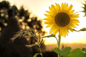 Vypěstujte si slunečnici, květinu otáčející se za sluncem