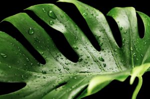 Monstera jako nejoblíbenější pokojová rostlina moderních domácností