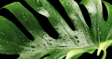 Monstera jako nejoblíbenější pokojová rostlina moderních domácností