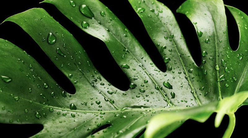 Monstera jako nejoblíbenější pokojová rostlina moderních domácností