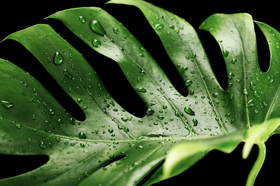 Monstera jako nejoblíbenější pokojová rostlina moderních domácností
