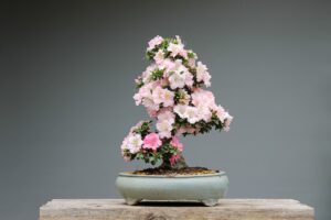 Japonská azalka a pěstování. Rozzařte svou domácnost barevnou krasavicí