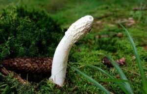 Bílá houba na zahradě. Pozor, ne všechny jsou k jídlu