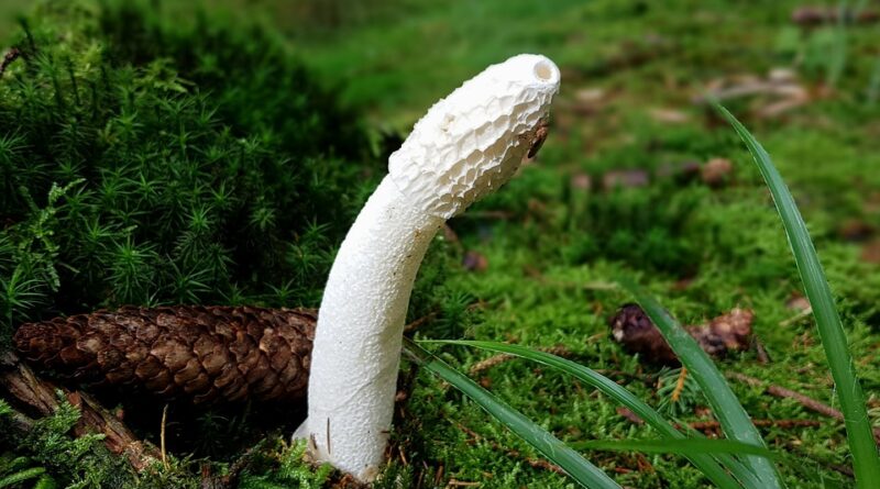 Bílá houba na zahradě. Pozor, ne všechny jsou k jídlu
