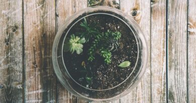 Jak si vytvořit domácí rostlinné terárium?